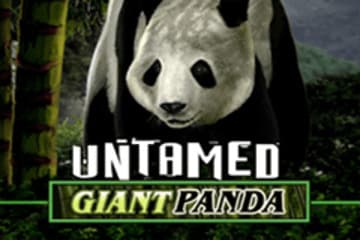 Untamed Giant Panda Untamed Giant Panda
